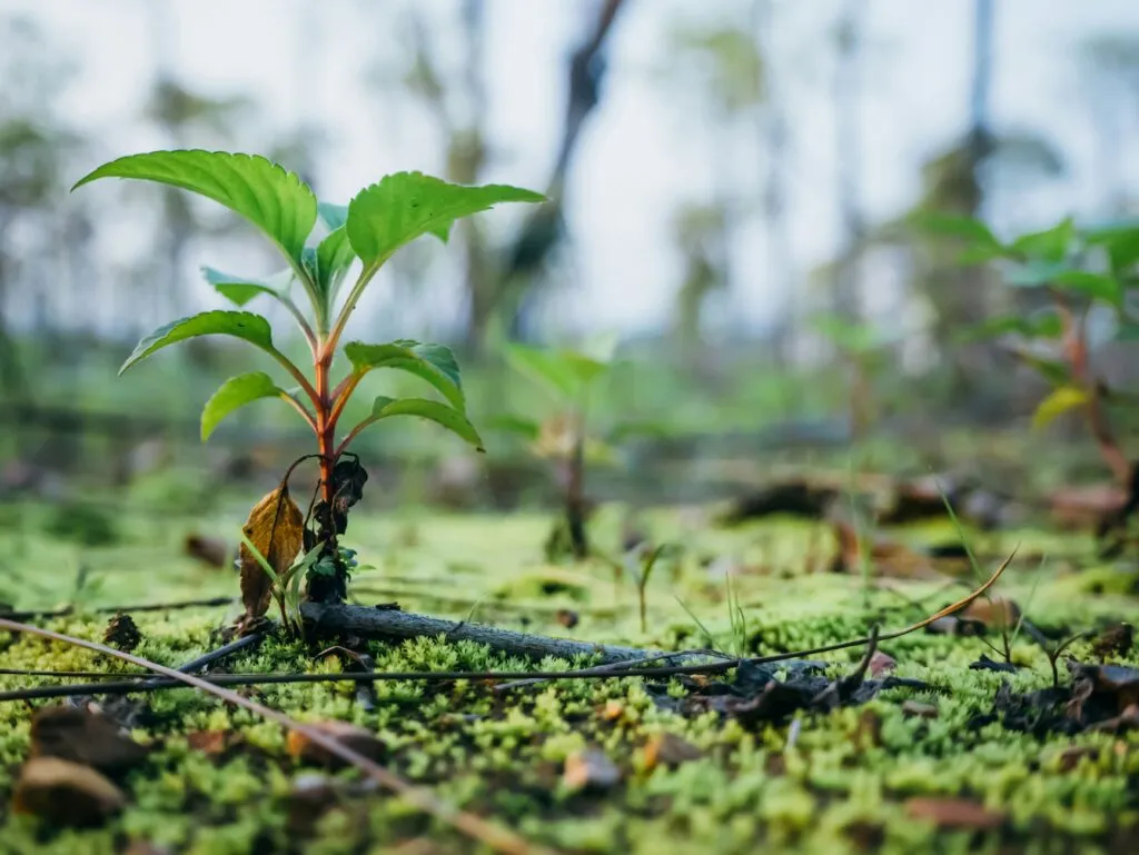Voluntarios participan en una jornada de reforestación en México para restaurar ecosistemas y combatir el cambio climático.