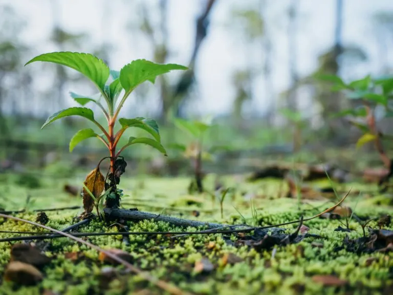 Voluntarios participan en una jornada de reforestación en México para restaurar ecosistemas y combatir el cambio climático.