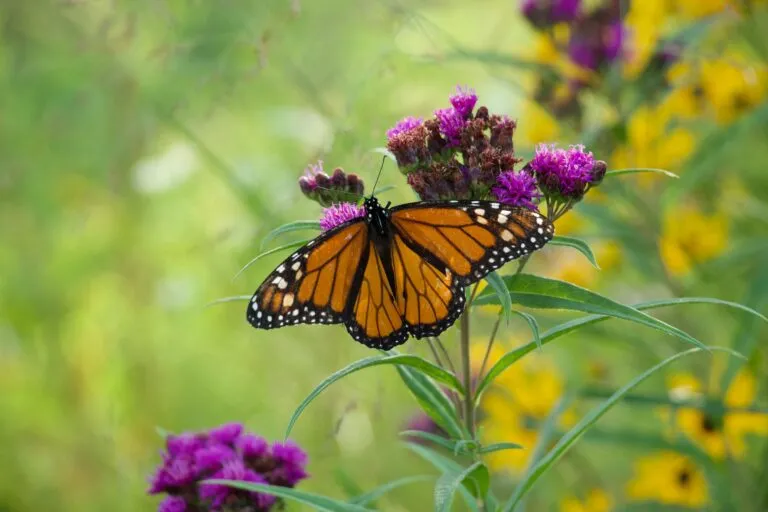 Plantas nativas en un jardín de mariposas creado para favorecer la biodiversidad y proteger a los polinizadores.