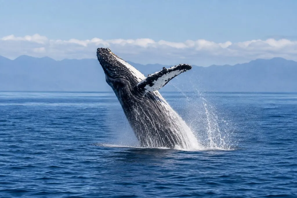 Ballenas de Rice monitoreadas mediante una red acústica para fortalecer la conservación marina en el Golfo de México