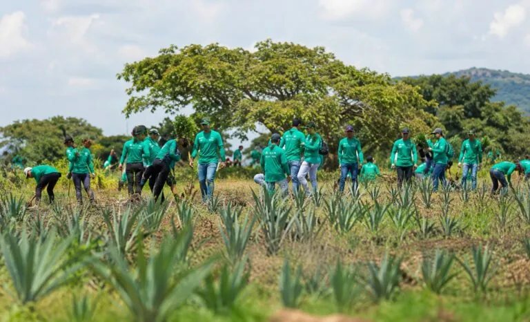 Reforestación en Jalisco para recuperar bosques afectados por cultivos de agave mediante árboles adaptados y acciones sustentables