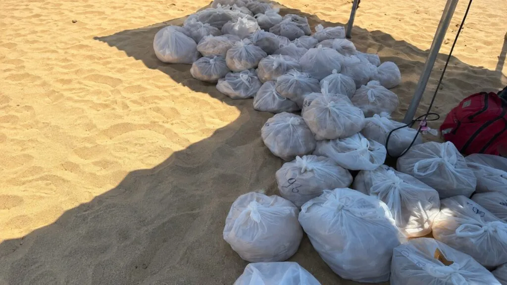 Huevos de tortuga golfina protegidos en Los Cabos durante la temporada de anidación