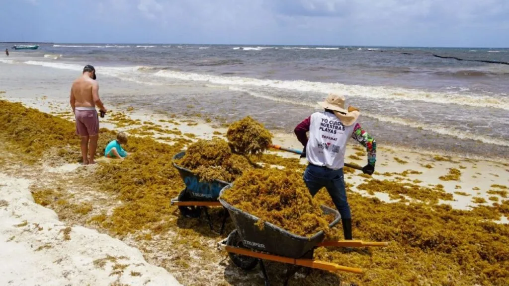 Sargazo y cambio climático generan nuevos impactos ambientales y económicos en el Caribe mexicano.