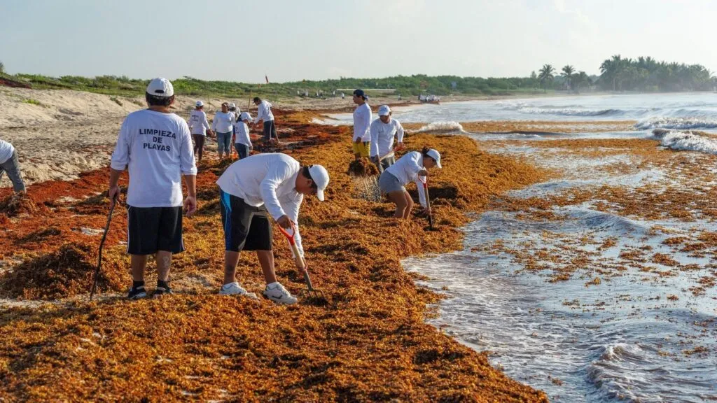 Aprovechamiento del sargazo en el Caribe mexicano