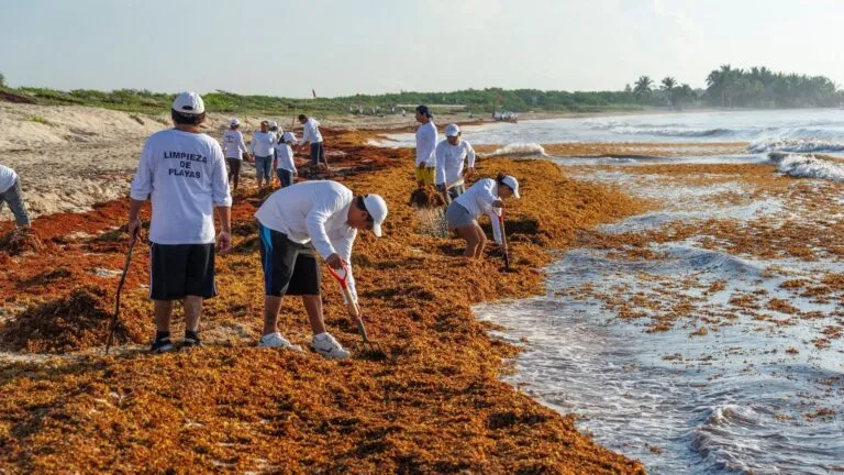 Aprovechamiento del sargazo en el Caribe mexicano