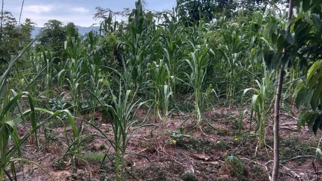Sequía y pérdidas de cultivos entre productores de Guerrero