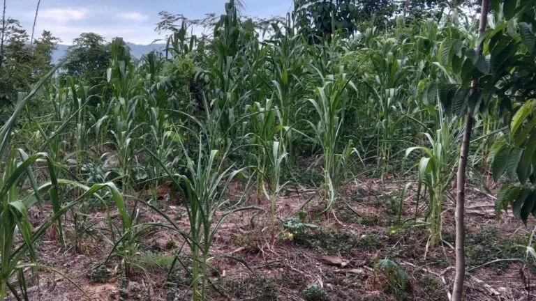 Sequía y pérdidas de cultivos entre productores de Guerrero