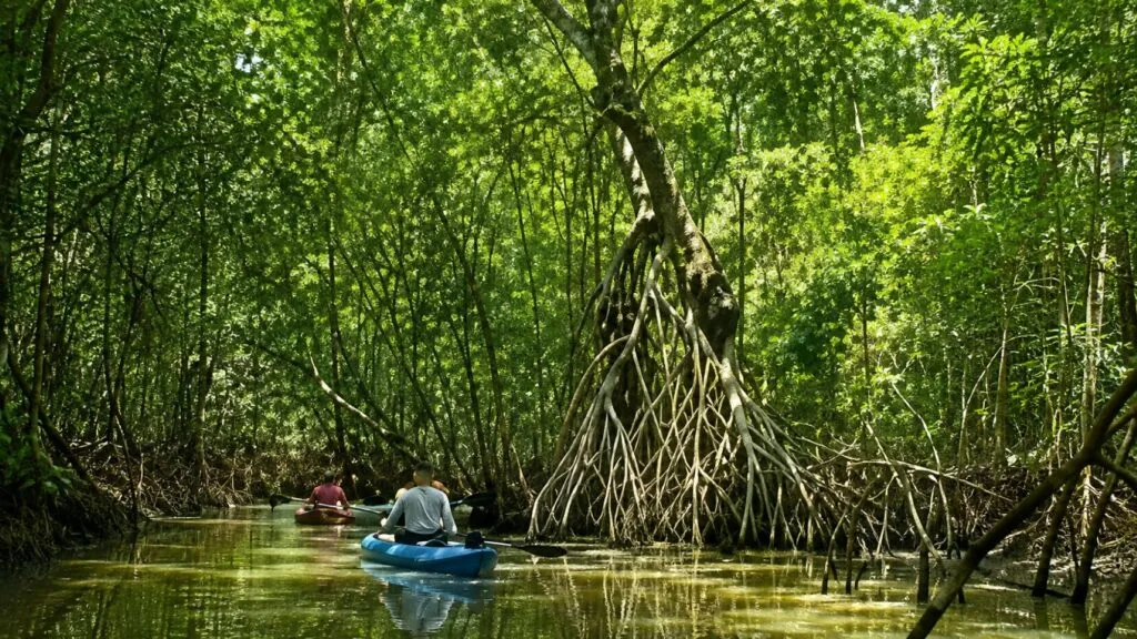 Selva de Tabasco afectada por la deforestación mientras nuevos proyectos buscan recuperar ecosistemas y biodiversidad.