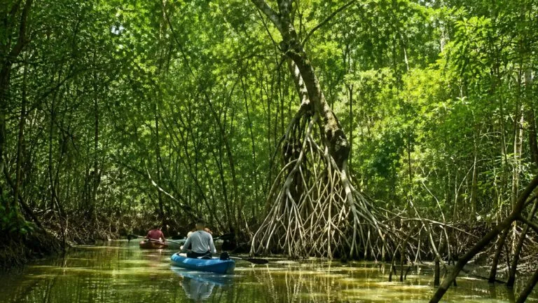 Selva de Tabasco afectada por la deforestación mientras nuevos proyectos buscan recuperar ecosistemas y biodiversidad.