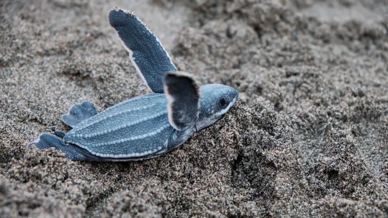 Regreso de la tortuga baula al Pacífico de Panamá