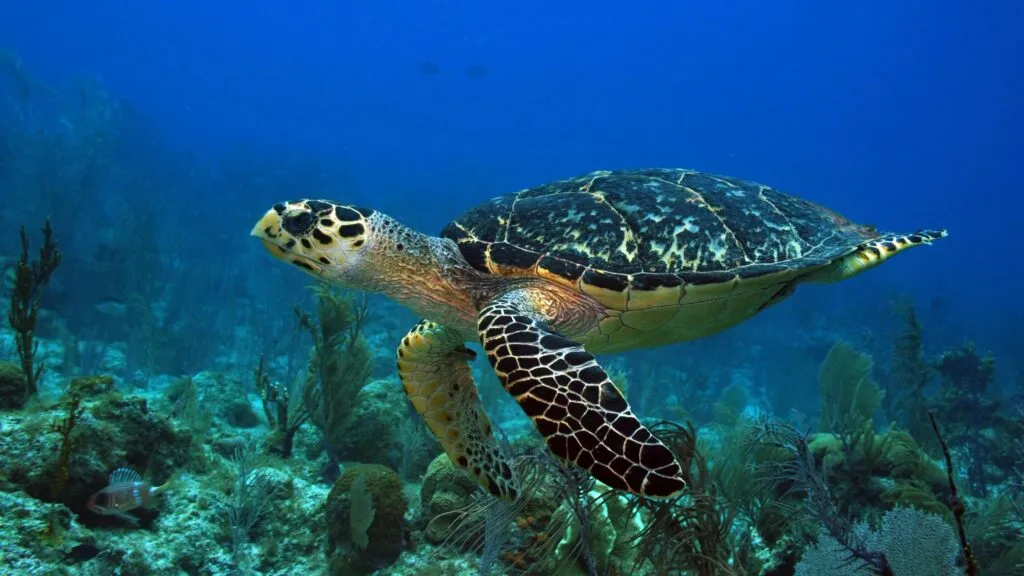 Tortugas afectadas por el sargazo durante la anidación en Mahahual
