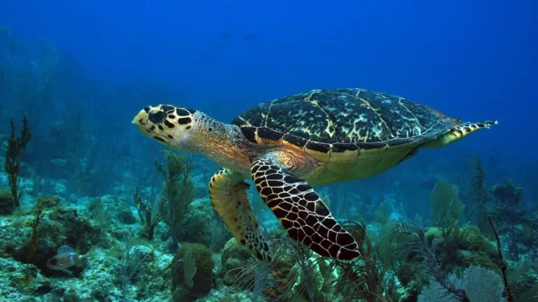 Tortugas afectadas por el sargazo durante la anidación en Mahahual