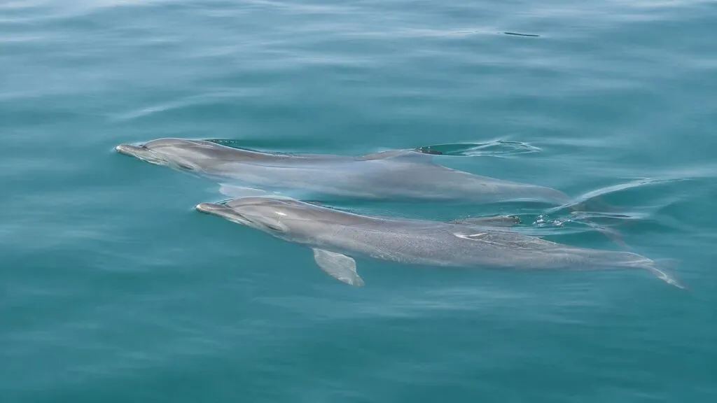 Turismo sustentable en Puerto Rico impulsa la protección de Miguelito y otros delfines silvestres