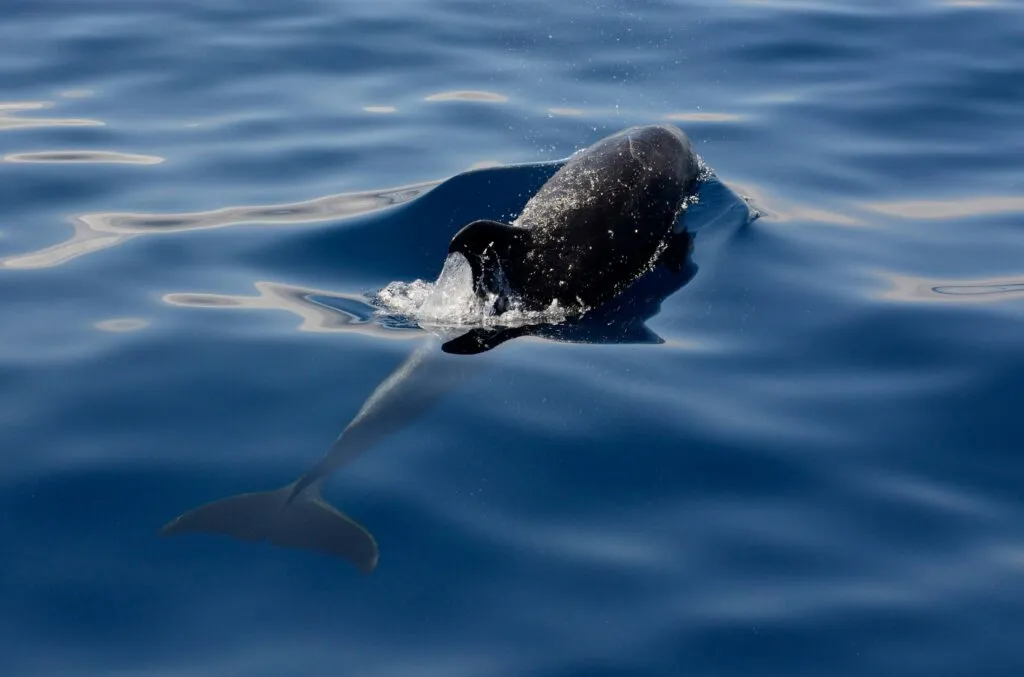Vaquita marina en México ante la amenaza de redes ilegales y los esfuerzos para reforzar su protección