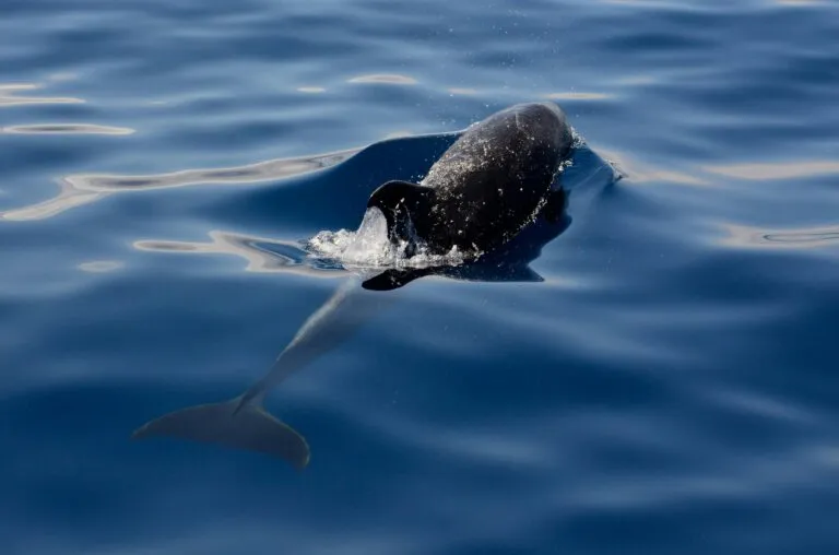 Vaquita marina en México ante la amenaza de redes ilegales y los esfuerzos para reforzar su protección