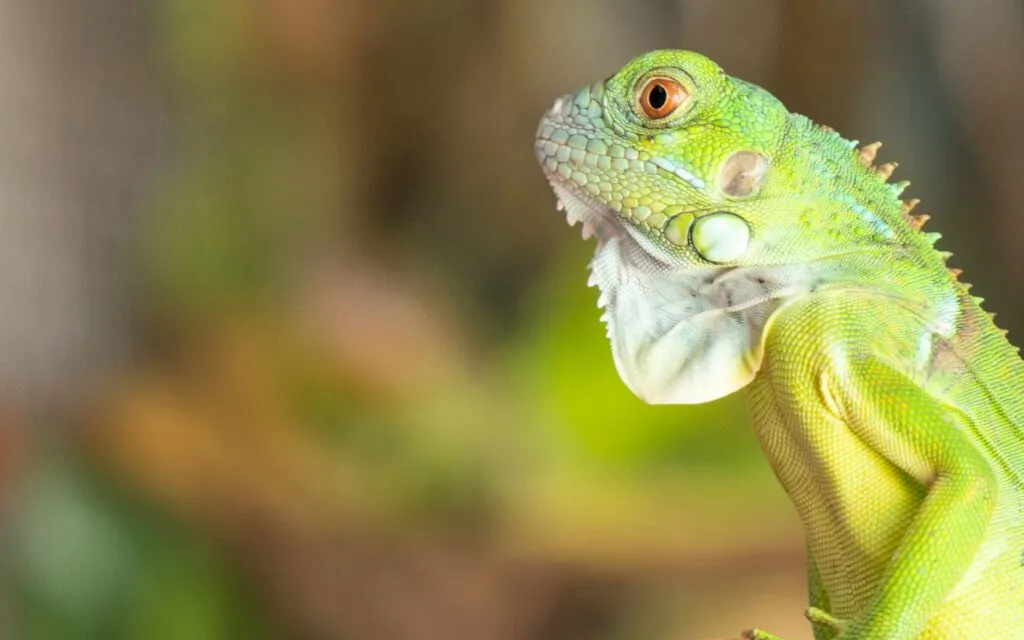 Zoocriaderos en Panamá protegen especies silvestres y apoyan programas de conservación ambiental