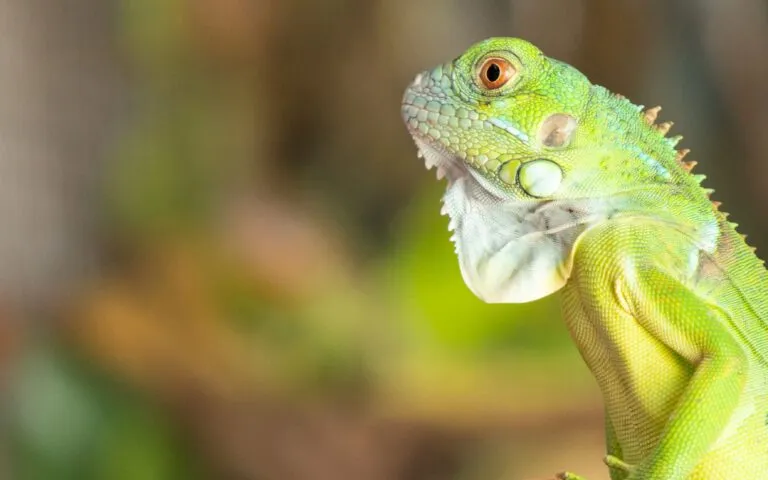 Zoocriaderos en Panamá protegen especies silvestres y apoyan programas de conservación ambiental