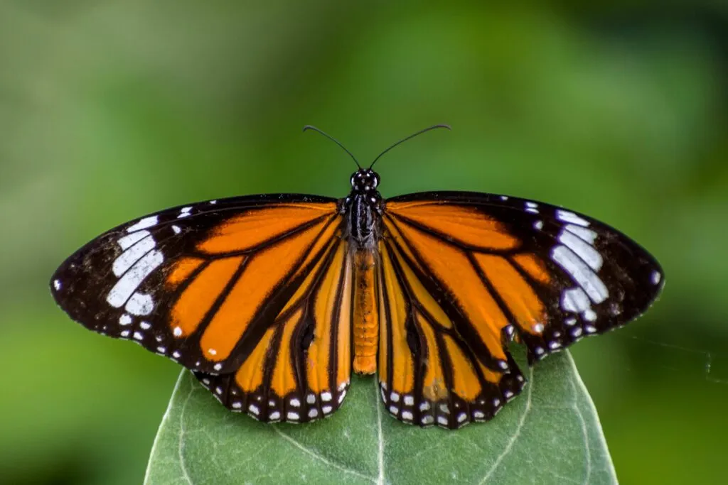 Ruta de la mariposa monarca en Coahuila protegida mediante acciones de conservación ambiental