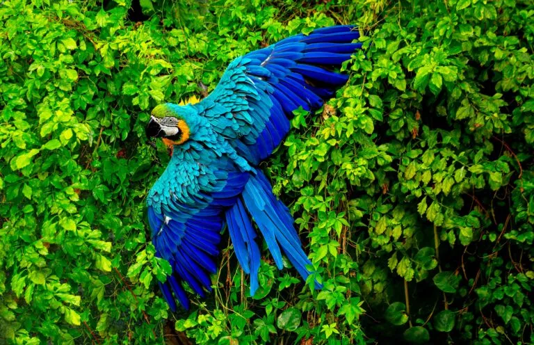 Biodiversidad en la Amazonía protegida mediante la conservación de los bosques existentes