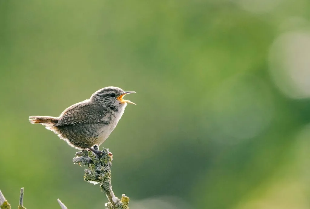 Jaula trampa para la captura ilegal de aves cantoras localizada cerca del Desierto Florido en Huasco, Chile.