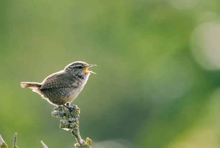Jaula trampa para la captura ilegal de aves cantoras localizada cerca del Desierto Florido en Huasco, Chile.