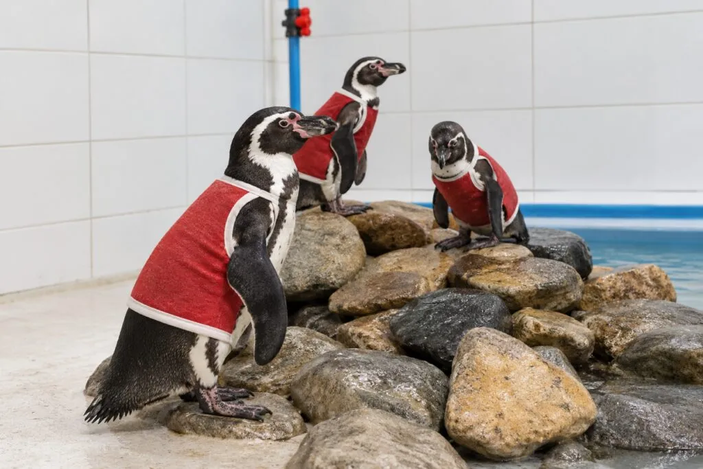 Chalecos con cobre y zinc protegen heridas de pingüinos rescatados en Chile bajo cuidado veterinario.