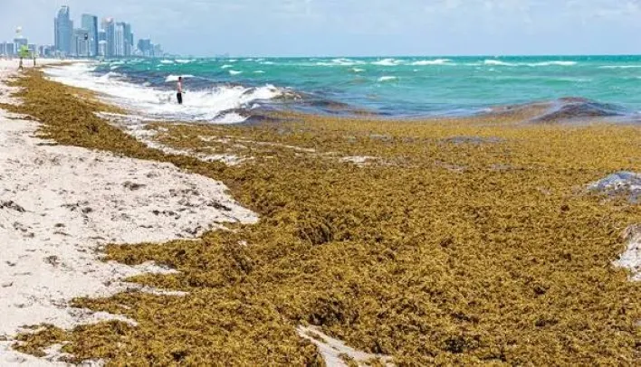 Cumbre del Sargazo impulsa en Cancún la contención y el aprovechamiento sostenible de la macroalga en el Caribe mexicano.