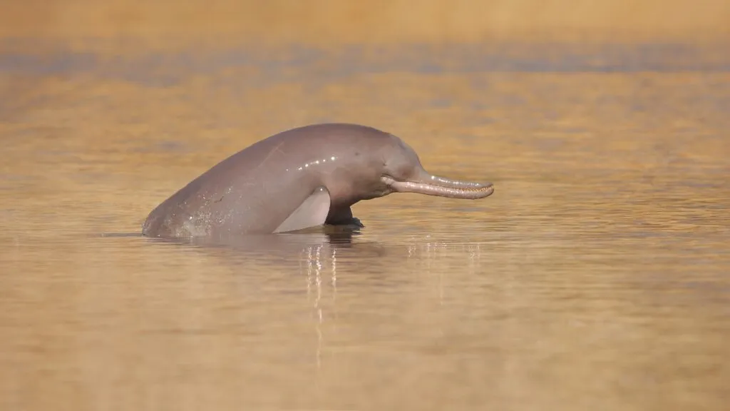 Delfín del río Indo obtiene un nuevo corredor protegido para favorecer su conservación en Pakistán