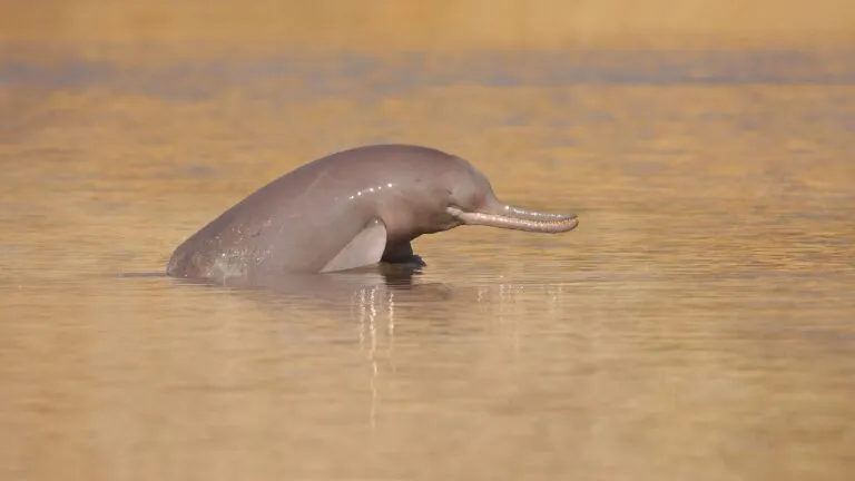 Delfín del río Indo obtiene un nuevo corredor protegido para favorecer su conservación en Pakistán