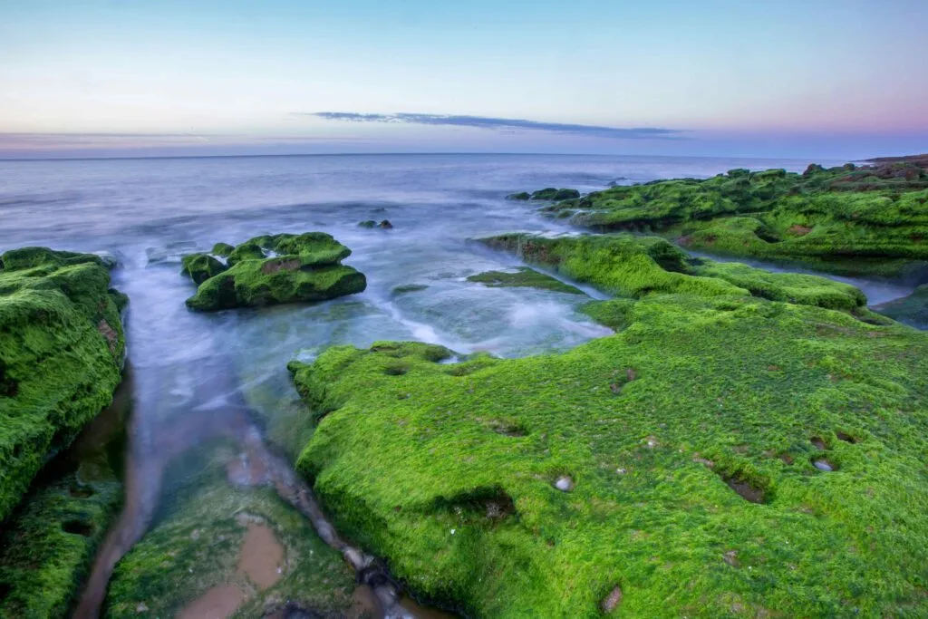 Ecosistemas costeros necesitan reducir residuos y contaminación para conservar playas, océanos y biodiversidad marina.