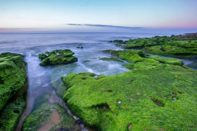 Ecosistemas costeros necesitan reducir residuos y contaminación para conservar playas, océanos y biodiversidad marina.