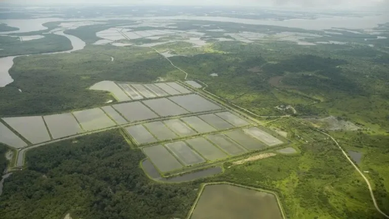 Ecuador enfrenta pérdida y degradación de manglares por la expansión de la acuicultura
