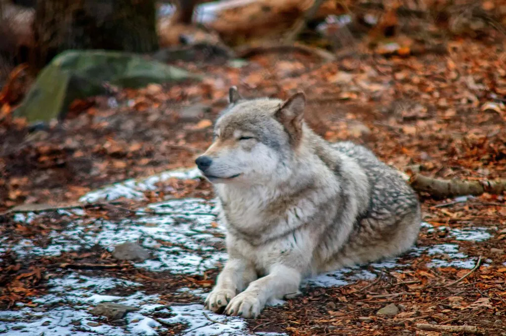 El lobo gris enfrenta un nuevo debate sobre su protección
