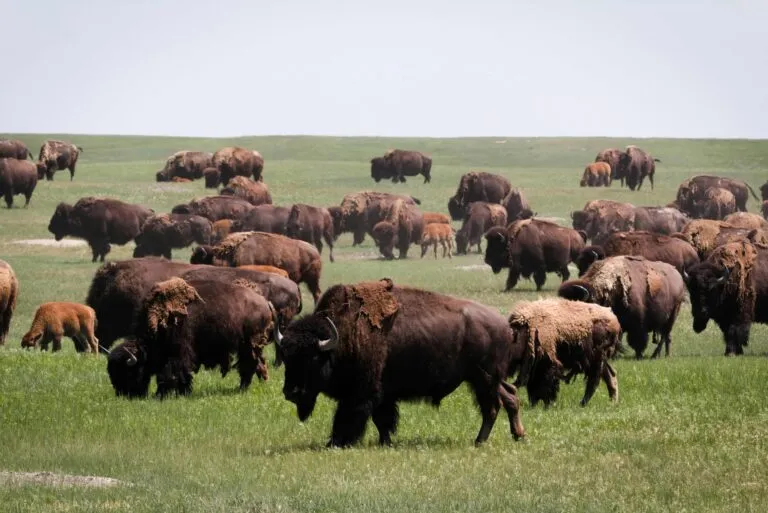 Bisontes en México recorren Cuatro Ciénegas para recuperar pastizales, mejorar el suelo y fortalecer la biodiversidad del desierto