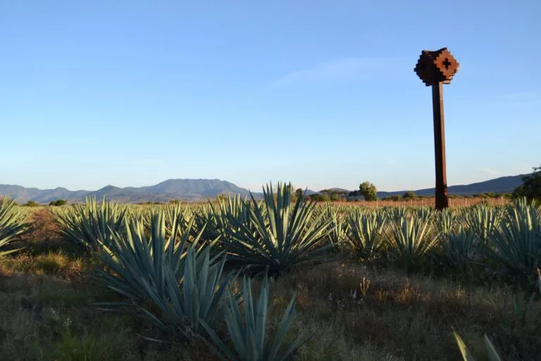 Casa Herradura combina métodos tradicionales, reúso de agua, biogás y composta para producir tequila sustentable en Jalisco.