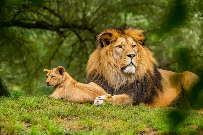 Enfermedades de la fauna silvestre requieren mejores sistemas de vigilancia para proteger animales, biodiversidad y ecosistemas.