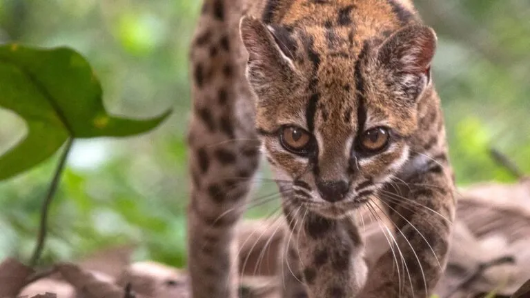 Gato salvaje de Bolivia identificado como la especie Leopardus tilcayo