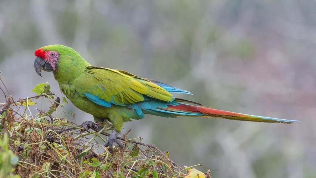 Guacamaya verde amenazada por tráfico ilegal y pérdida de hábitat en México