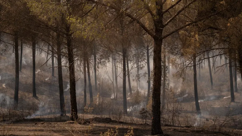 España bajo alerta por incendios forestales y calor extremo en Europa