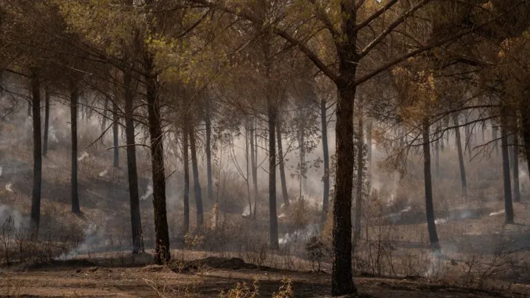 España bajo alerta por incendios forestales y calor extremo en Europa