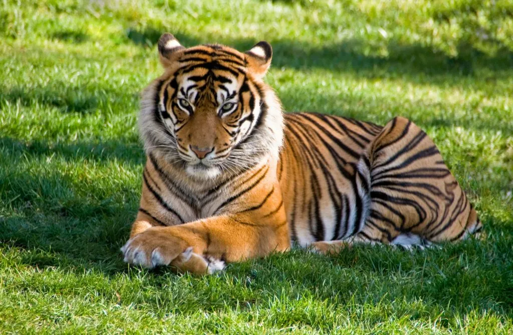 Leones y tigres rescatados del exzoológico de Luján comienzan una nueva vida en santuarios de Sudáfrica y Estados Unidos.