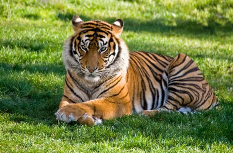 Leones y tigres rescatados del exzoológico de Luján comienzan una nueva vida en santuarios de Sudáfrica y Estados Unidos.