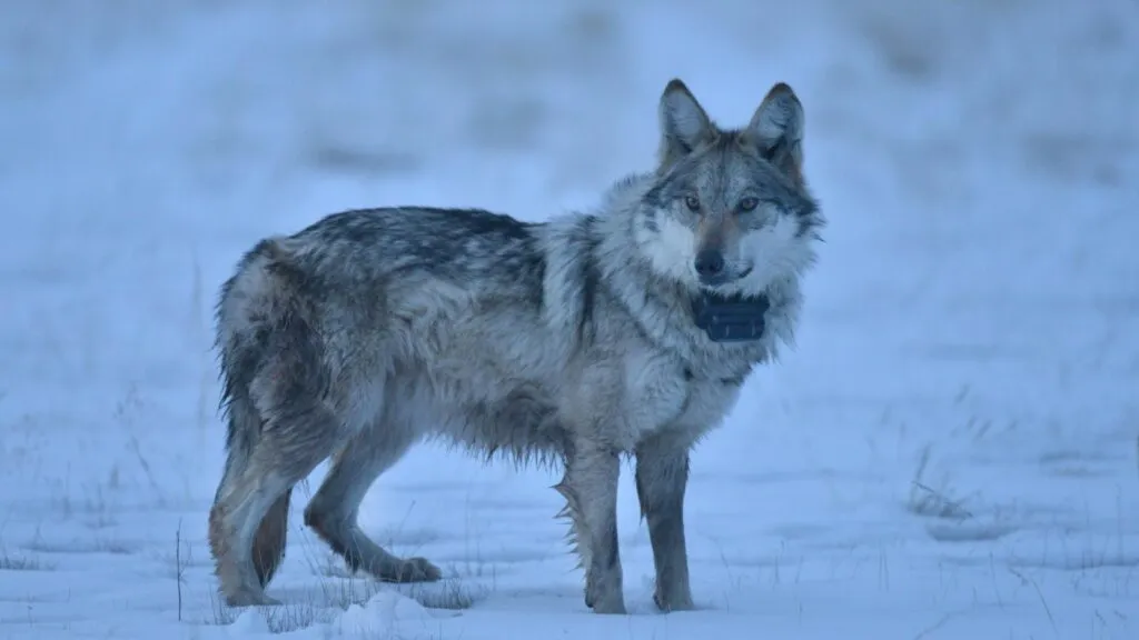Lobo gris ante una posible eliminación de su protección federal
