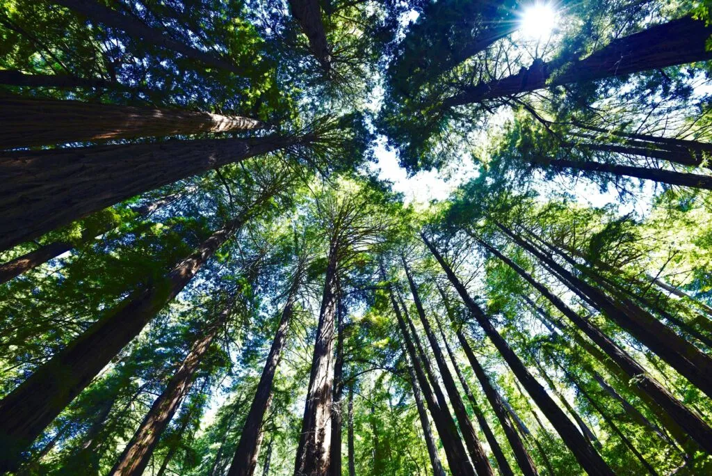 Plantar árboles puede combatir el cambio climático y favorecer la biodiversidad mediante una reforestación adecuada