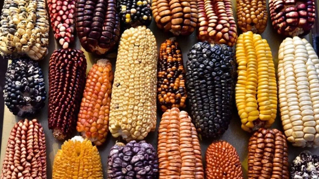 Maíz mexicano de diferentes variedades nativas conservadas para proteger su diversidad