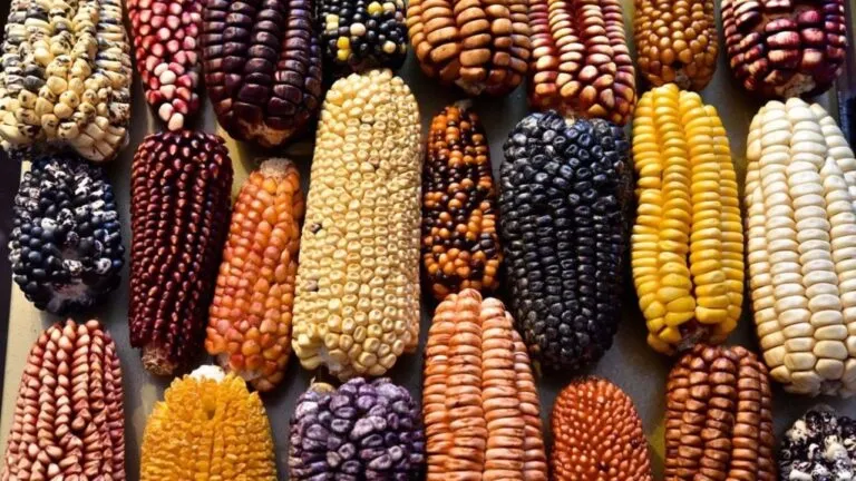 Maíz mexicano de diferentes variedades nativas conservadas para proteger su diversidad