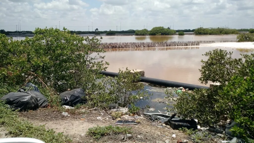 Manglar de Chicxulub amenazado por quemas y rellenos ilegales en Yucatán