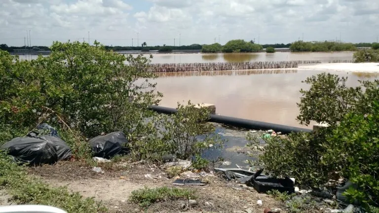 Manglar de Chicxulub amenazado por quemas y rellenos ilegales en Yucatán