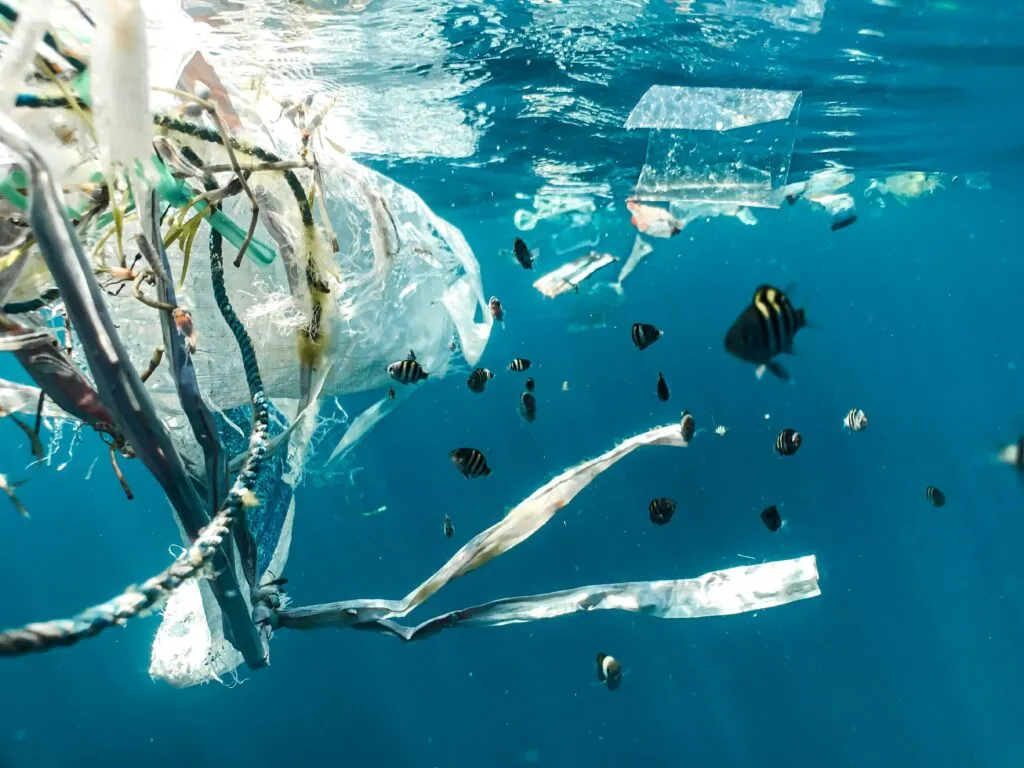 Microplásticos contaminan animales marinos y afectan los ecosistemas