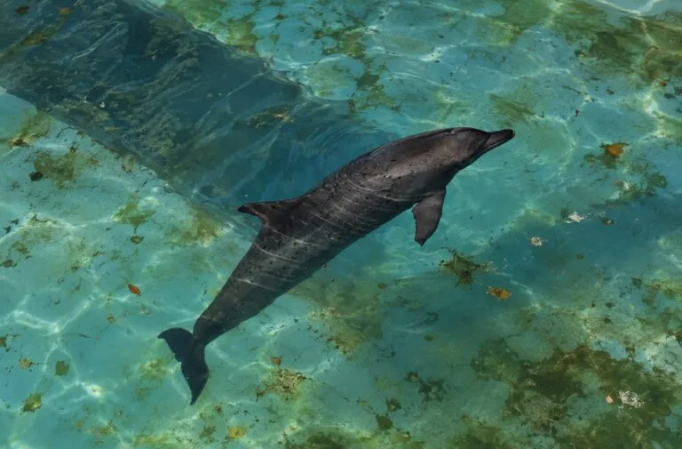 Delfines en Cancún enfrentan problemas de salud